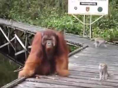 And the darwin award goes to the tree rat who stole banana from orangutan's mouth