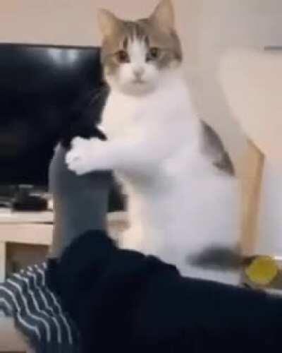 How can anyone believe that animals don't have souls?