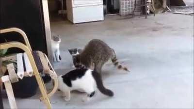Racoon Teaches Cat's a Trick