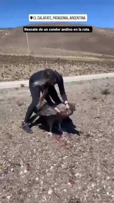 Mujer salvó a un condor andino que después de ser embestido por un motociclista se atragantó con comida