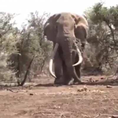 As if a regular elephant wasn’t already an absolute unit