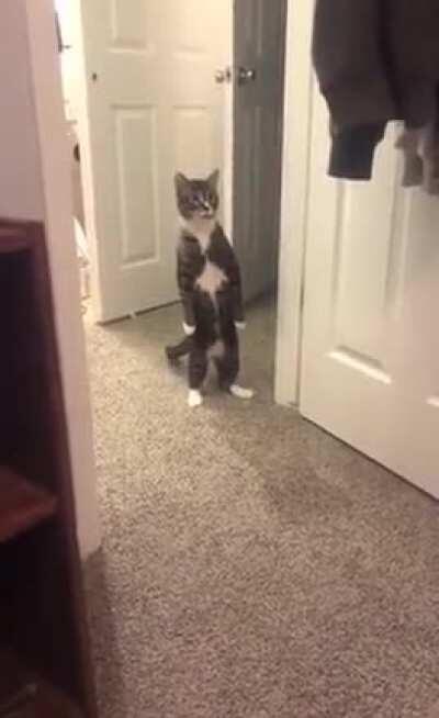 Cat.exe is not responding