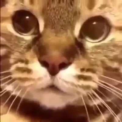 Achei esse video mt fofo e resolvi compartilhar com vcs (3 repost dele e dessa vez n tem erro de portugues)