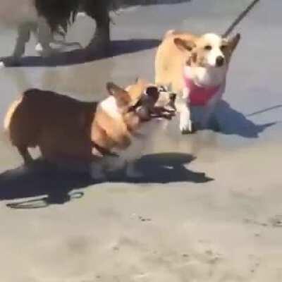 Cool doggo takes goggles off in style