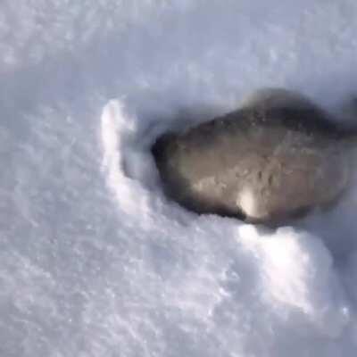 How Huskies Are Born