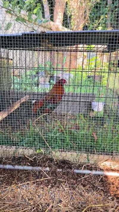 Rescued Gamefowl Crow