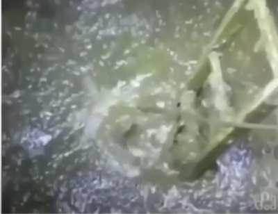 whatever he's doing his suit is not thick enough