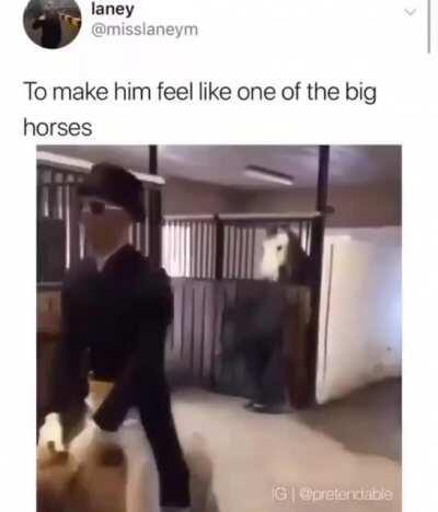 Me at level 200 with the best horses in the game seeing a donkey.