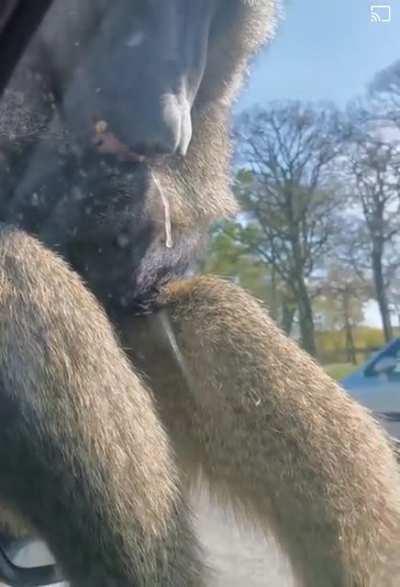 Enjoying a tasty afternoon shake. Who hasn't?