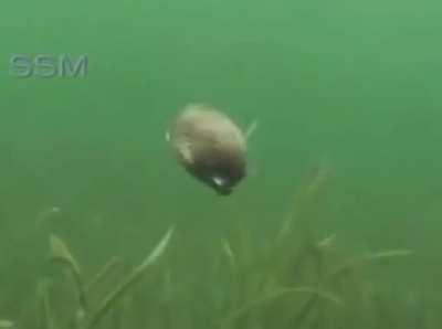 Yo clam leave some bitches for the rest of us