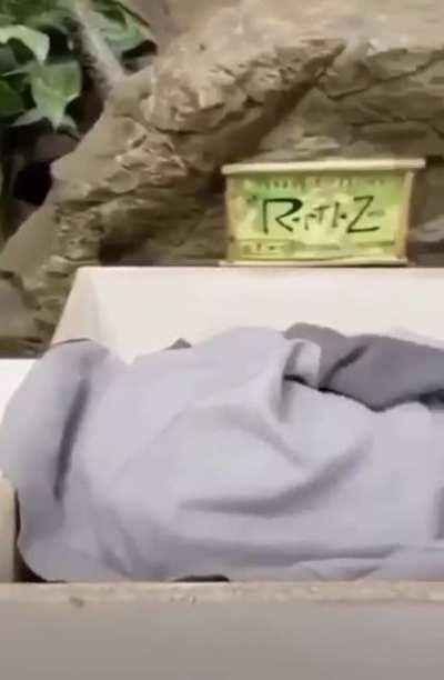 Shouldn't have got to close from the snake.