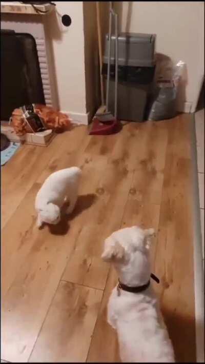 Sport bjj in da streetz