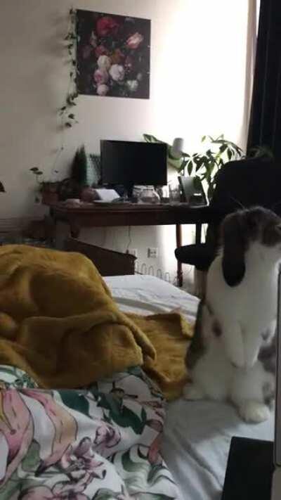 This is Mopje, he was dropped at a local children’s farm and I adopted him a few months ago. He loves to do zoomies on the bed!