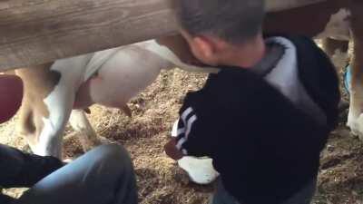 HMJB while I milk this..