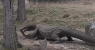 Megalania hunting Genyornis by Vlad Konstantinov