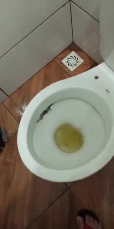 Thanks I hate toilets...