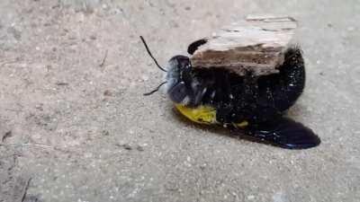 Strange behavior I caught on camera with a Bee. I have no idea what was wrong but I left and never saw it again. I looked for the body afterwards but could not find it. Maybe it lived... Fascinating.