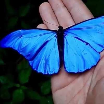 🔥 This metallic blue butterfly