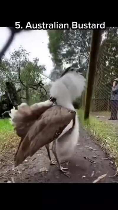 Animals that don’t sound how they look.