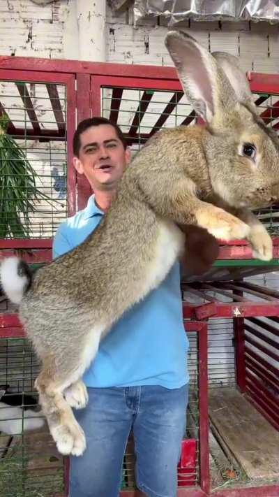 Humongous specimen of a Flemish Giant
