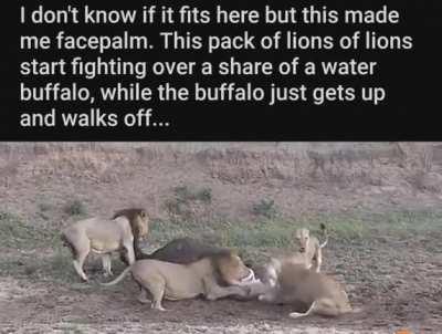 To eat a water buffalo