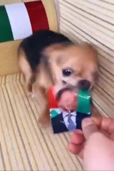 Smart and Scary pupper.