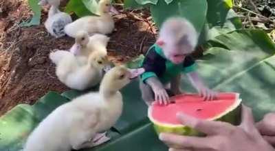Having a little watermelon snack