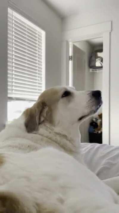 When you scratch the perfect spot she become a lizard