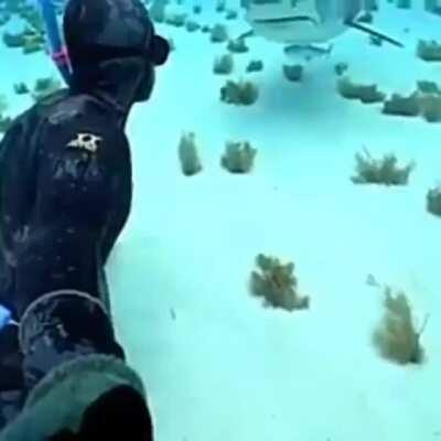 Face to face with a shark