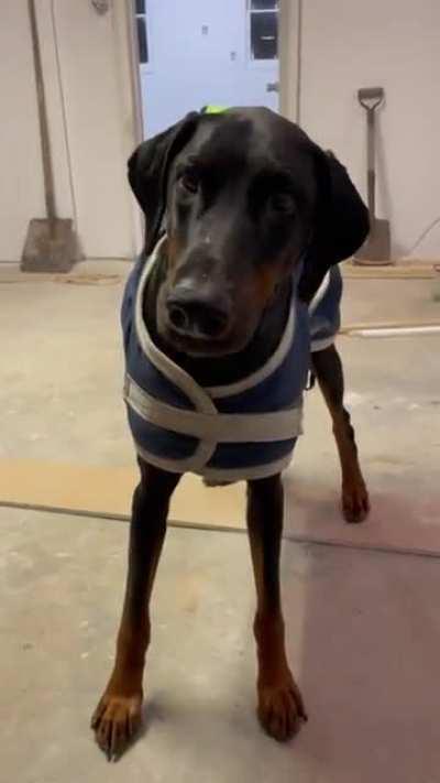 That's NOT a stick, Lincoln!