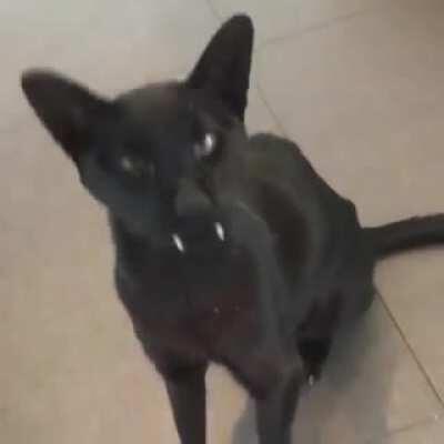 Anyone besides me who really misses Mingus The Panther?