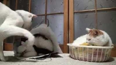 You can run but you cannot hide from Hitcat