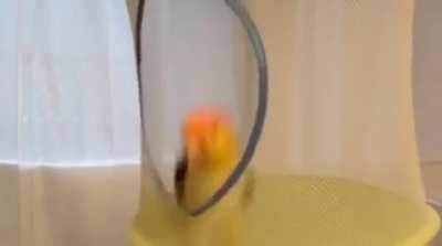 Birdie Trampoline!