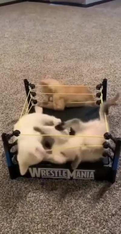 WWE cats Championship 😹💪