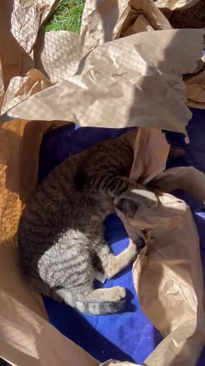 The cat traps are working…