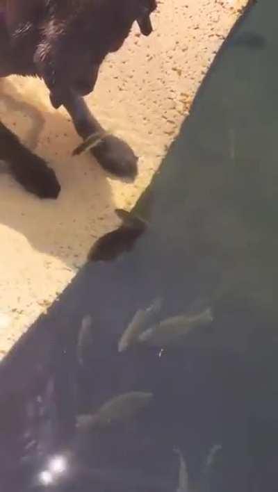 Observing the fishes