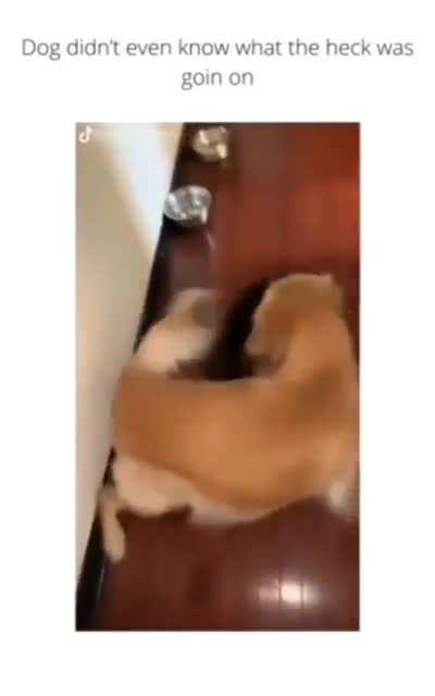 Dogs just as confused as I am.