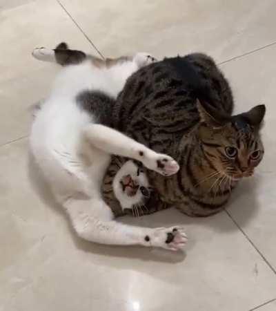 CaT gOt KilLeD dUrInG UMFC - uLTiMaTe mEOW FiGhtinG CHamPIONshIP