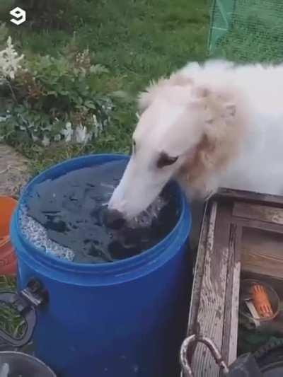 There are two types of dogs