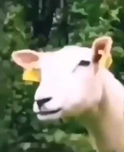 Blursed_goat
