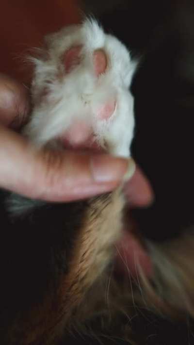 you like beans and feathers?