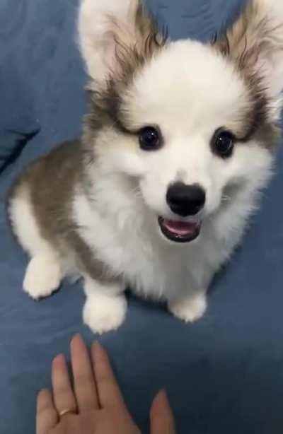 Today, Koki learned how to shake hands