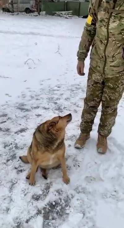 POV:Dogs in Bakhmut