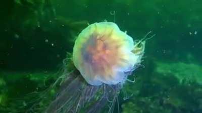🔥 A Lion's mane jellyfish 🔥