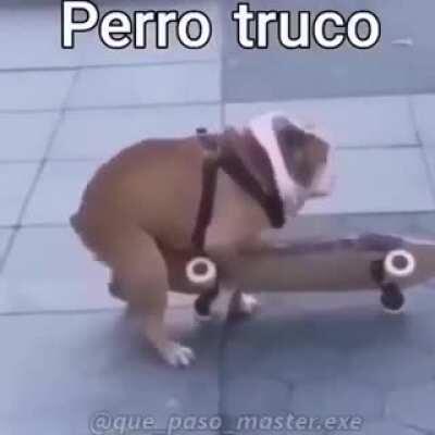 Perro truco 🥵