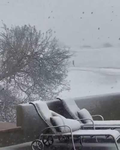 🔥 Coyotes playing during a rare snow storm in Scottsdale Arizona today