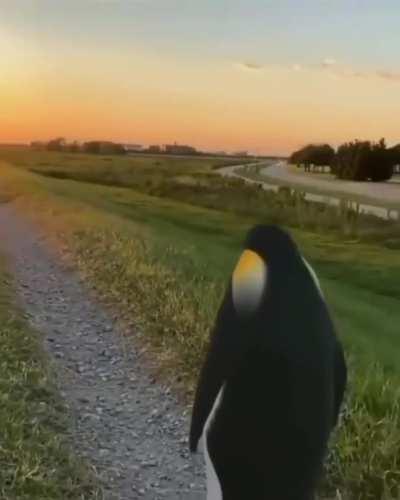 esse é Jonas, ele não tem pra onde ir...