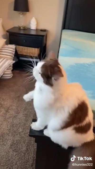 Are you ready to see the BEST cat video of your life??