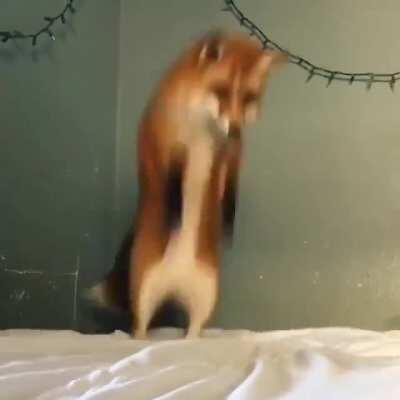 The cutest thing you’ll see today 🦊❤️