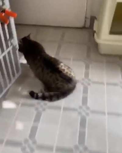 Cat forgot how to run